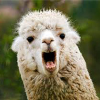 Yappy_Llama's avatar