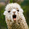 Yappy_Llama's avatar