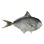 Nasstyfish's avatar