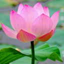 Lotus18's avatar