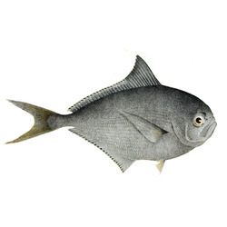 Nasstyfish's avatar