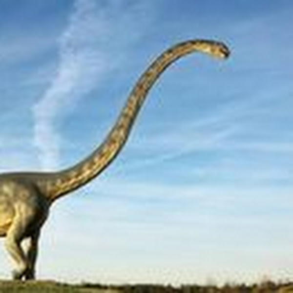 diplodocus.studio's avatar