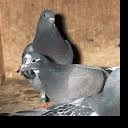 PigeonGames's avatar