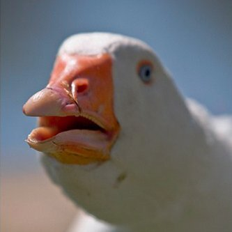 _goose_'s avatar