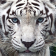 WhiteTiger's avatar