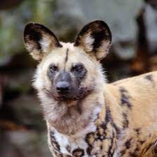 AfricanWildDog's avatar