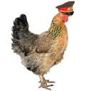 Poule's avatar