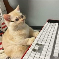 ProgrammingCat's avatar