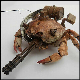 Bionic_Crab32's avatar