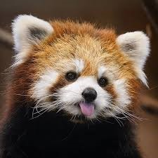 RedPandaPW's avatar