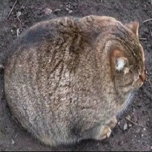 fatcatcaool's avatar