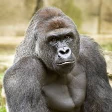 Harambeloser16's avatar