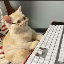 ProgrammingCat's avatar