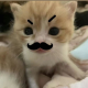 scatolin's avatar