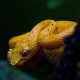 Vipersnake's avatar