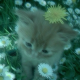Genvic_85's avatar