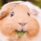 GuineapigFriend's avatar