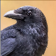 Crowthief78's avatar