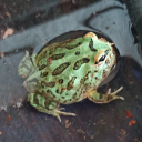 3dgoblindev's avatar