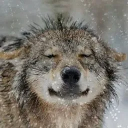 skullfracture's avatar