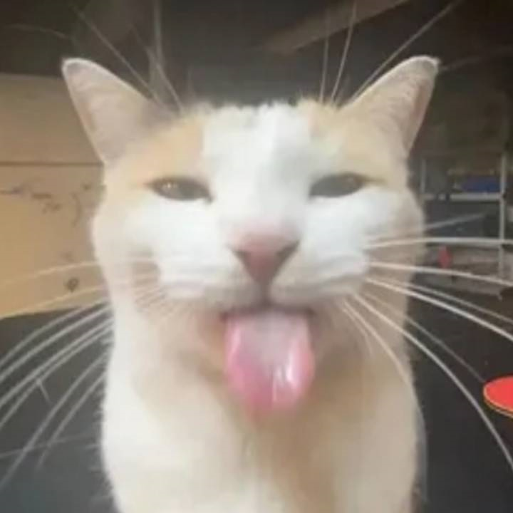 leticia lima's avatar