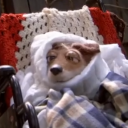 TheEpicFoxy1's avatar