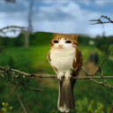 arishalovescats's avatar