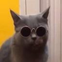 Oi_MeowMeowMeowMeow's avatar