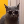 Oi_MeowMeowMeowMeow's avatar