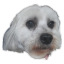 Dami G's avatar
