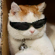 yasmona's avatar
