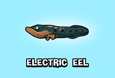 Electric eel main cover image